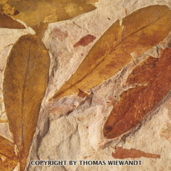Thomas Wiewandt
