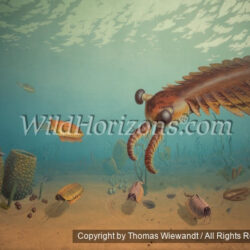 Thomas Wiewandt / Wild Horizons