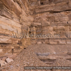 Thomas Wiewandt / Wild Horizons