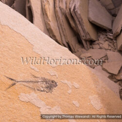 Thomas Wiewandt / Wild Horizons