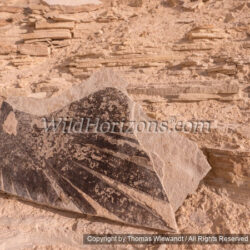 Thomas Wiewandt / Wild Horizons