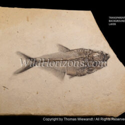 Thomas Wiewandt / Wild Horizons