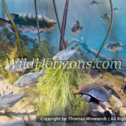 Thomas Wiewandt / Wild Horizons