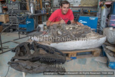 Brock Sisson, owner of Fossilogic and a leader in fossil preparation and mounting, starting to expose bones of an unprepared Allosaurus fragilis dinosaur skull in its plaster jacket. This Allosaurus skull is of Jurassic age, from the Morrison Formation, Cowley, Wyoming. Fossilogic paleo prep lab in Orem, Utah, USA. Model released.