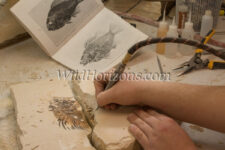Everett Black exposing a Priscacara serrata fish skeleton in fossil prep lab owned by Brock Sisson. This is a fish specimen from the Green River Formation of Eocene age - 52 million years old - in southwestern Wyoming. Most specimens require restoration; and this one, even with a crack through the middle of it, can be a beautiful fossil if well prepared. Fossilogic paleo prep lab in Orem, Utah, USA. Model released.
