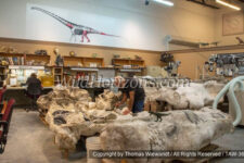 Paleontology Specialist Rick Hunter working on a 150 million-year-old Barosaurus dinosaur skeleton, still in a plaster jacket that holds together a block of bones as found in the field. Functioning paleontology lab on exhibit at the Museum of Ancient Life / Thanksgiving Point Institute, Lehi, Utah, USA.