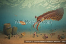 The Cambrian period is especially well represented in western Utah’s fossil record and its House Range is one of the most famous Cambrian fossil localities in the world. The House Range includes the Wheeler Shale and the overlying Marjum Formation. Cambrian fossils represented in these deposits include many trilobites, sponges, early echinoderms, crustaceans, worms, and brachiopods. The largest known Cambrian animal is Anomalocaris - shown here - was a two-foot-long predator that is seemingly related to arthropods. Mural in Museum of Ancient Life / Thanksgiving Point Institute, Lehi, Utah, USA.Artwork by Chase Studio.