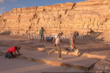Stair-step excavation through the "18-inch layer" in a fossil quarry near Kemmerer, Wyoming, owned by Green River Stone Company, headquartered in Logan, Utah. This crew is excavating the "18-inch" layer, which refers to the average thickness of the rock layer containing the most fossils from an ancient lakebed of Eocene age in the Green River Formation of SW Wyoming, USA. The quarry is in close proximity to Fossil Butte National Monument. Quarry Manager Matt Helm, wearing a brown shirt, has three helpers: David Dilworth in green t-shirt; Dallin Ahrnsbrak in white t-shirt; and Jacob Benner in red t-shirt. Model released.