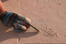 A fossilized fish before preparation, as typically seen in a freshly split piece of layered limestone. Found in a fossil quarry near Kemmerer, Wyoming, owned by Green River Stone Company, headquartered in Logan, Utah. This fossil was excavated from the "18-inch" layer, which refers to the average thickness of the rock layer containing the most fossils from an ancient lakebed of Eocene age in the Green River Formation of SW Wyoming, USA. The quarry is in close proximity to Fossil Butte National Monument.