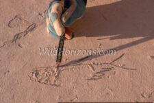 Fossilized fish as typically seen in a freshly split piece of layered limestone -- being marked with pencil in this photo so that it is not overlooked after shipped to a paleo prep lab. Found in a fossil quarry near Kemmerer, Wyoming, owned by Green River Stone Company, headquartered in Logan, Utah. This fossil was excavated from the "18-inch" layer, which refers to the average thickness of the rock layer containing the most fossils from an ancient lakebed of Eocene age in the Green River Formation of SW Wyoming, USA. The quarry is in close proximity to Fossil Butte National Monument. Model released.