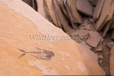 Freshly split slab of limestone reveals a Diplomystus dentatus fish fossil at Green River Stone Company's fossil quarry near Kemmerer, Wyoming. Fossils from this ancient lakebed are of Eocene age in the Green River Formation of SW Wyoming, USA.