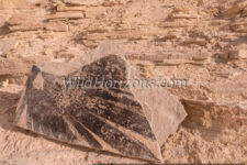 A piece of fossilized palm frond found in a freshly split, unprepared slab of fossiliferous limestone at a fossil quarry near Kemmerer, Wyoming, owned by Green River Stone Company, headquartered in Logan, Utah. This fossil was found in the "18-inch" layer, which refers to the average thickness of the rock layer containing the most fossils from an ancient lakebed of Eocene age in the Green River Formation of SW Wyoming, USA. The quarry is in close proximity to Fossil Butte National Monument.