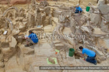 In-situ Bonebed Curator Justin Wilkins (has beard) with two staff assistants, Zachary Reid and Anna Whittaker, working in the bonebed at the Mammoth Site & Museum in Hot Springs, South Dakota, USA. This is an active paleontological excavation and research site. The building encloses a prehistoric sinkhole that formed and was slowly filled with sediments during the Pleistocene era. The sedimentary fill of the sinkhole contains the remains of Pleistocene fauna and flora preserved by entrapment and burial within a sinkhole. This site has the greatest concentration of mammoth remains in the world. As of 2016, the remains of 61 mammoths, including 58 North American Columbian and 3 woolly mammoths had been recovered, along with the bones of camels, wolves, and giant short-faced bears. Model releases available for these three staff members.
