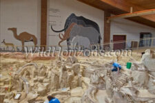In-situ Bonebed Curator Justin Wilkins (has beard) with two staff assistants, Zachary Reid and Anna Whittaker, working in the bonebed at the Mammoth Site & Museum in Hot Springs, South Dakota, USA. This is an active paleontological excavation and research site. The building encloses a prehistoric sinkhole that formed and was slowly filled with sediments during the Pleistocene era. The sedimentary fill of the sinkhole contains the remains of Pleistocene fauna and flora preserved by entrapment and burial within a sinkhole. This site has the greatest concentration of mammoth remains in the world. As of 2016, the remains of 61 mammoths, including 58 North American Columbian and 3 woolly mammoths had been recovered, along with the bones of camels, wolves, and giant short-faced bears. Model releases available for these three staff members.