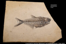 Acid-etched preparation of a Diplomystus dentatus fish fossil of Lower Miocene age from the Green River Formation of SW Wyoming, USA. Its length is 11.5 inches. This specimen is in the collection of the Black HIlls Institute of Geological Research, photographed with written permission for commercial educational use. Along with credit to the photographer, please include a "specimen courtesy of" credit to the Black Hills Institute of Geological Research.