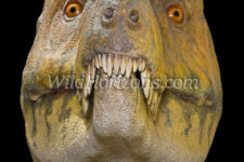 Model of Nanotyrannus lancensis dinosaur head based on the holotype skull in the Cleveland Museum of Natural History; some believe this is a juvenile T-rex. This model is 33 inches long from nose to back of head. It is in the collection of the Black HIlls Institute of Geological Research, photographed with written permission for commercial educational use. Along with credit to the photographer, please include a "specimen courtesy of" credit to the Black Hills Institute of Geological Research and credit to the artist Charles McGrady.