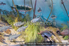 Diorama of an early Eocene underwater view of Fossil Lake, with reconstructions of extinct fresh-water fauna, based on fossils from the Fossil Butte Member of the Green River Formation of Wyoming. Fish in this scene are Knightia alta (upper left corner); Diplomystus (left foreground); Priscacara (lower right corner); and Phareodus (large fish in background). Other animals in this diorama are a turtle, crayfish (lower right corner); and mollusks. Exhibit in Visitor's Center, Fossil Butte National Monument, Kemmerer, Wyoming, USA.